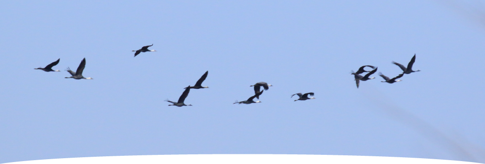 農事組合法人ファーム　つるの里